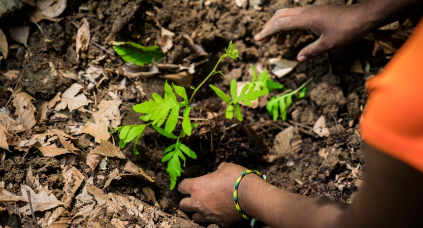 The hands of a person appear to be removing a likely invasive species from the ground 